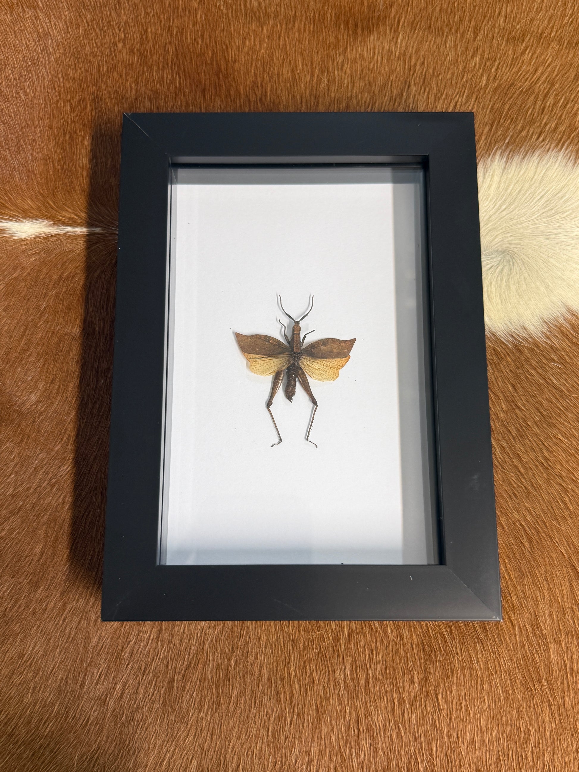 Trignopteryx celebesia Grasshopper Frame - Pumpkin Cat Collectables