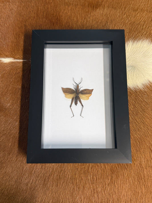 Trignopteryx celebesia Grasshopper Frame - Pumpkin Cat Collectables