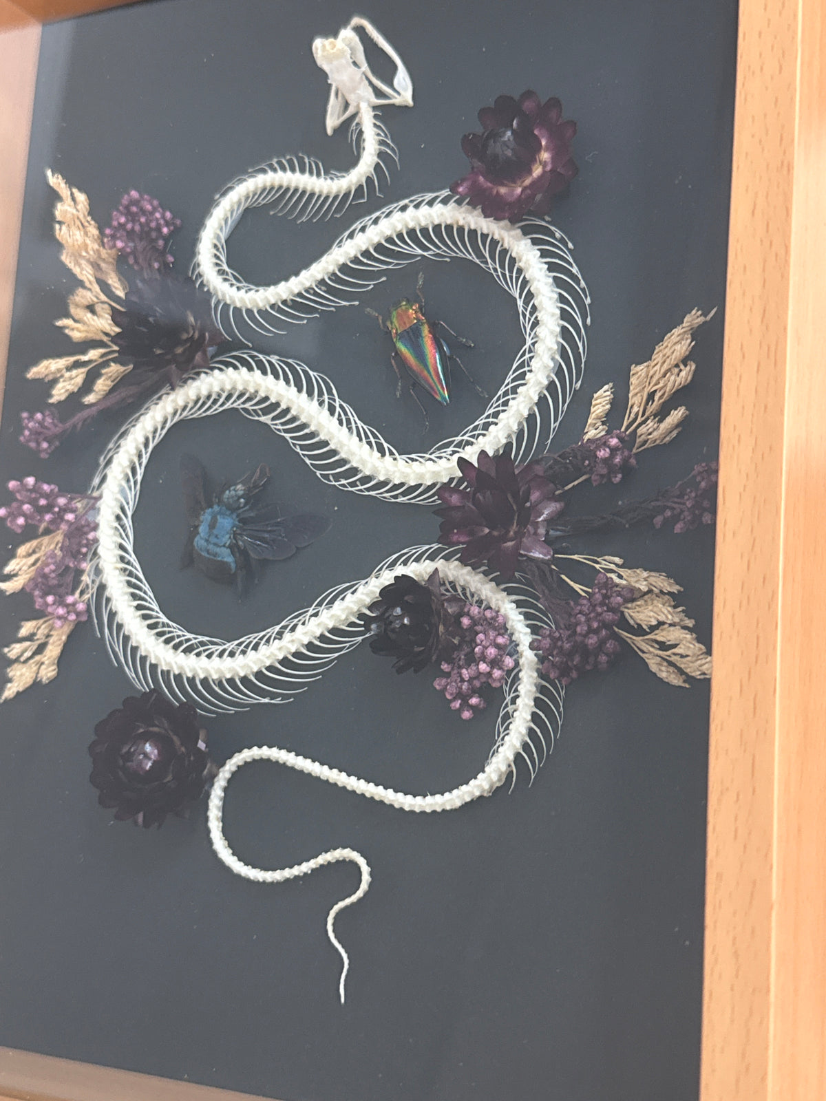 Trimeresurus albolabris Snake Skeleton & Insects Floral Frame