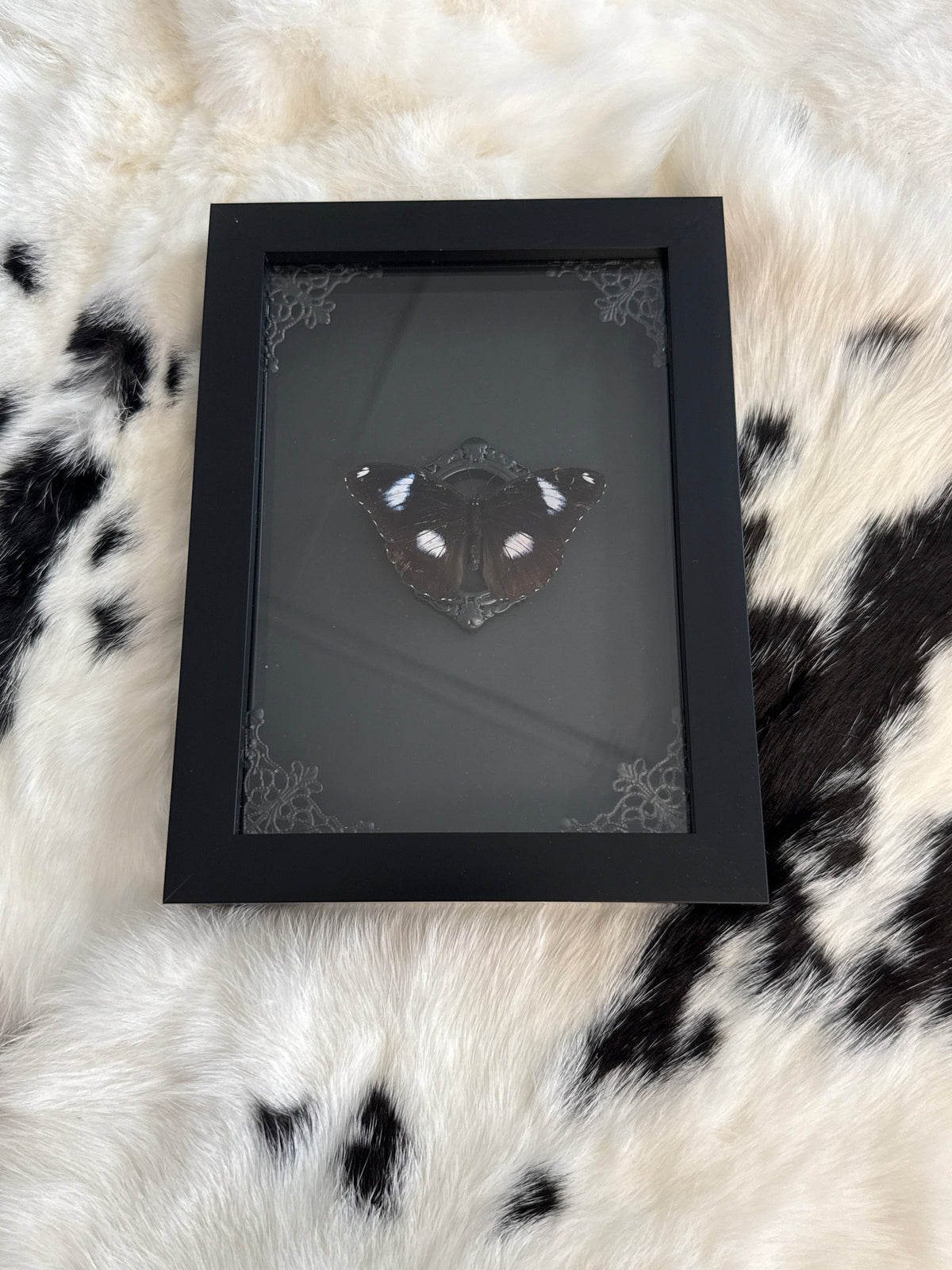 Hypolimnas bolina Butterfly in a Frame
