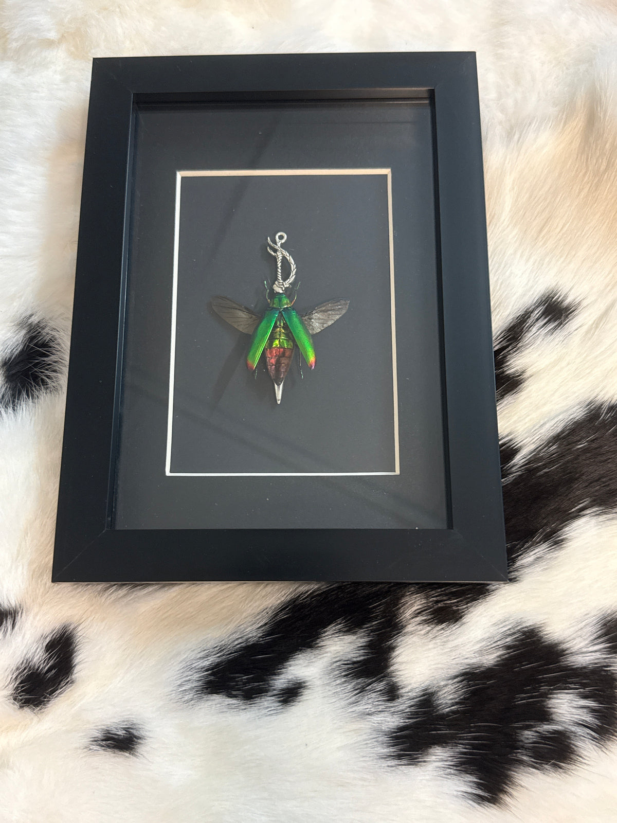 Green Jewel Beetle in a Frame