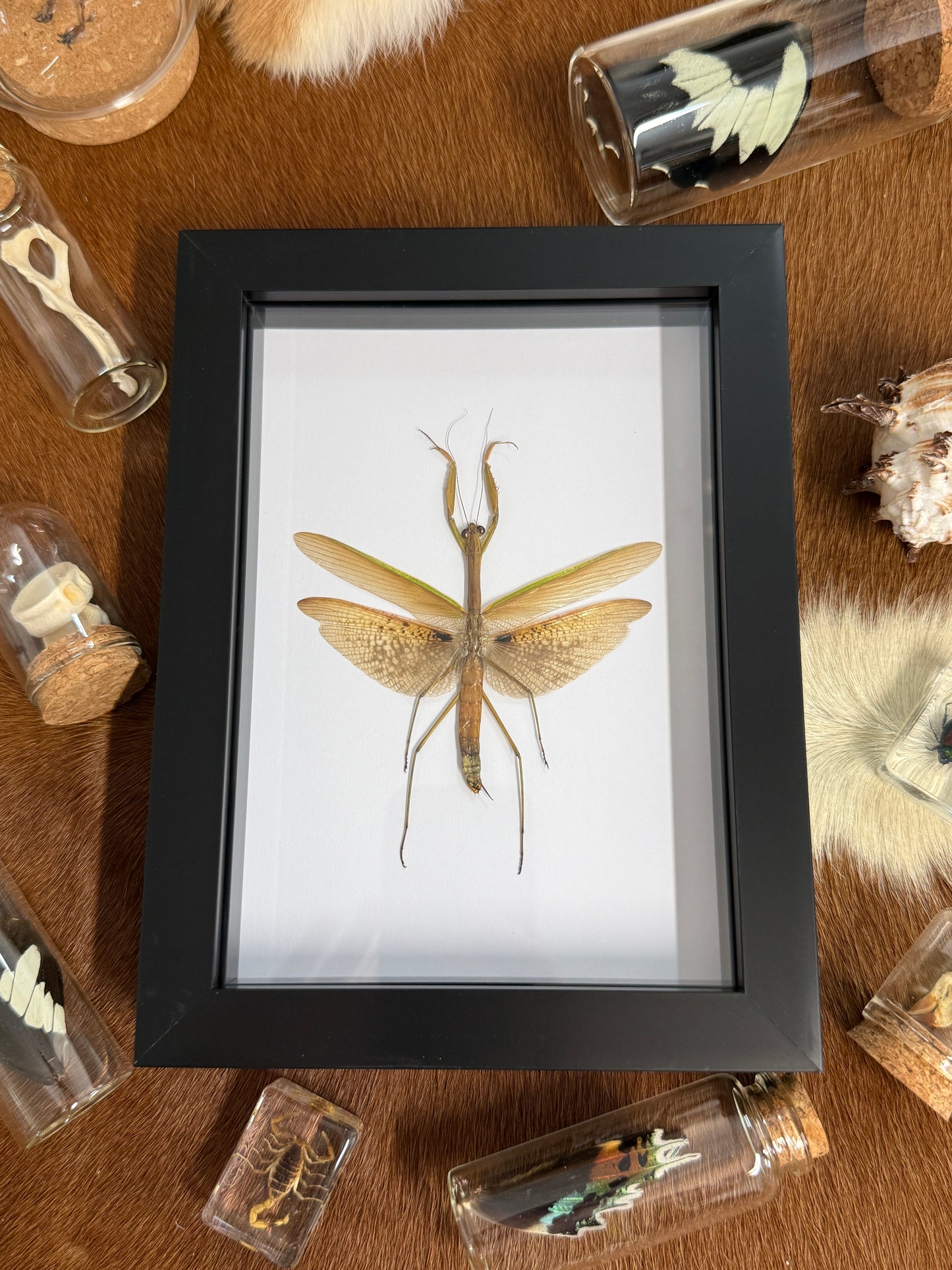 Giant Japanese Mantis - Tenodera avidfolia Frame