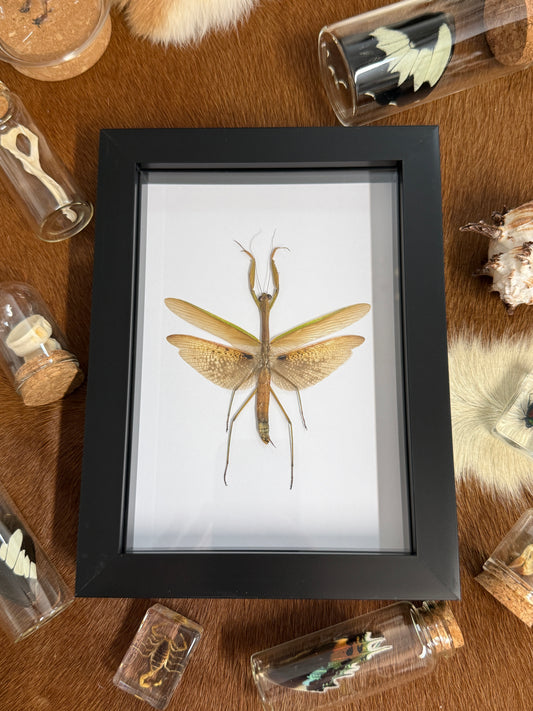 Giant Japanese Mantis - Tenodera avidfolia Frame