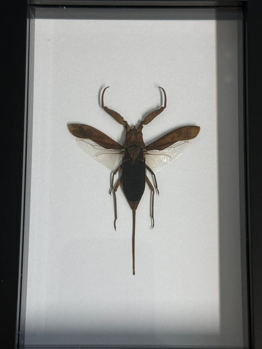 Water Scorpion - Laccotrephes archipelago Frame - Pumpkin Cat Collectables