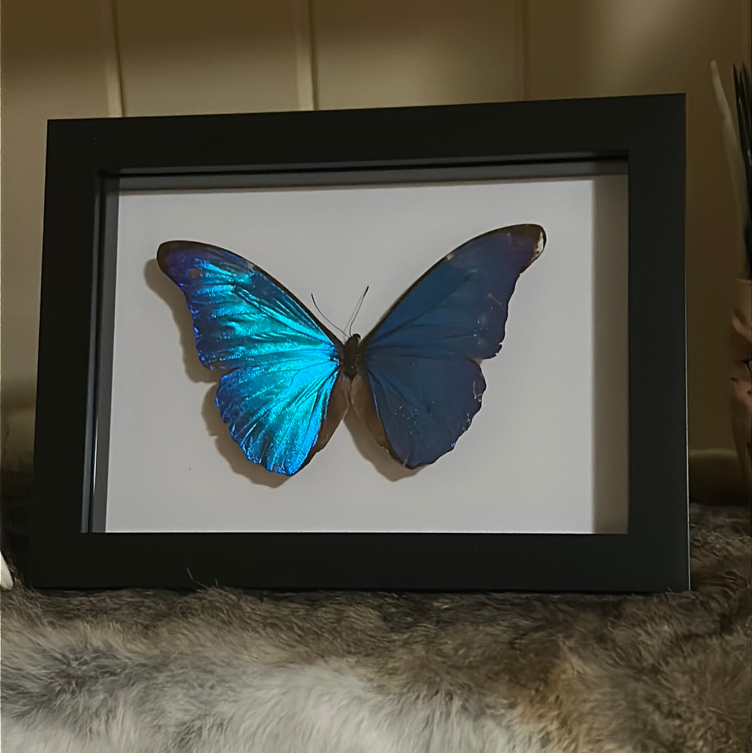 Morpho rhetenor rhetenor Butterfly in a frame