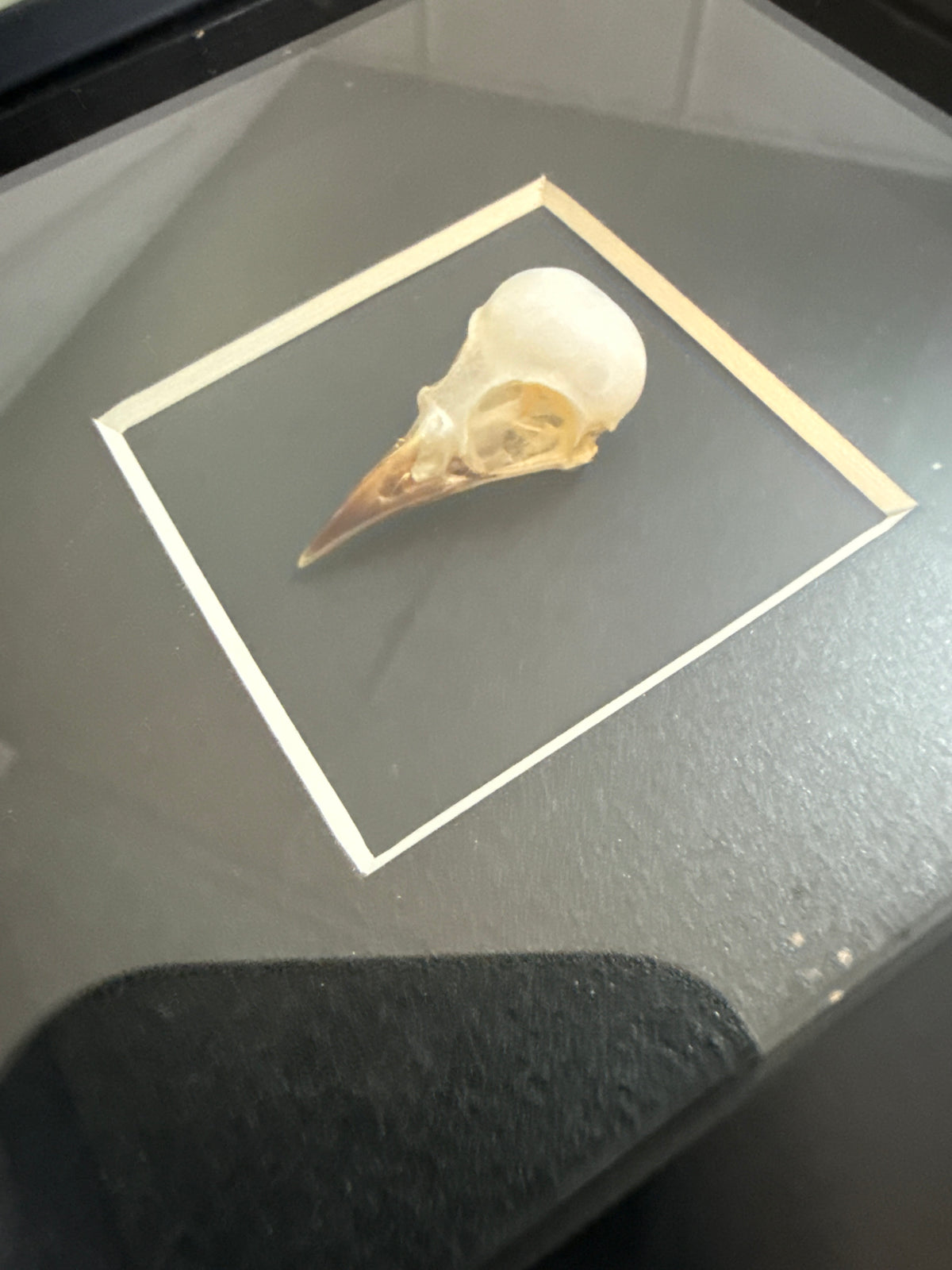 Common Iora Bird Skull (Aegithina tiphia) Frame