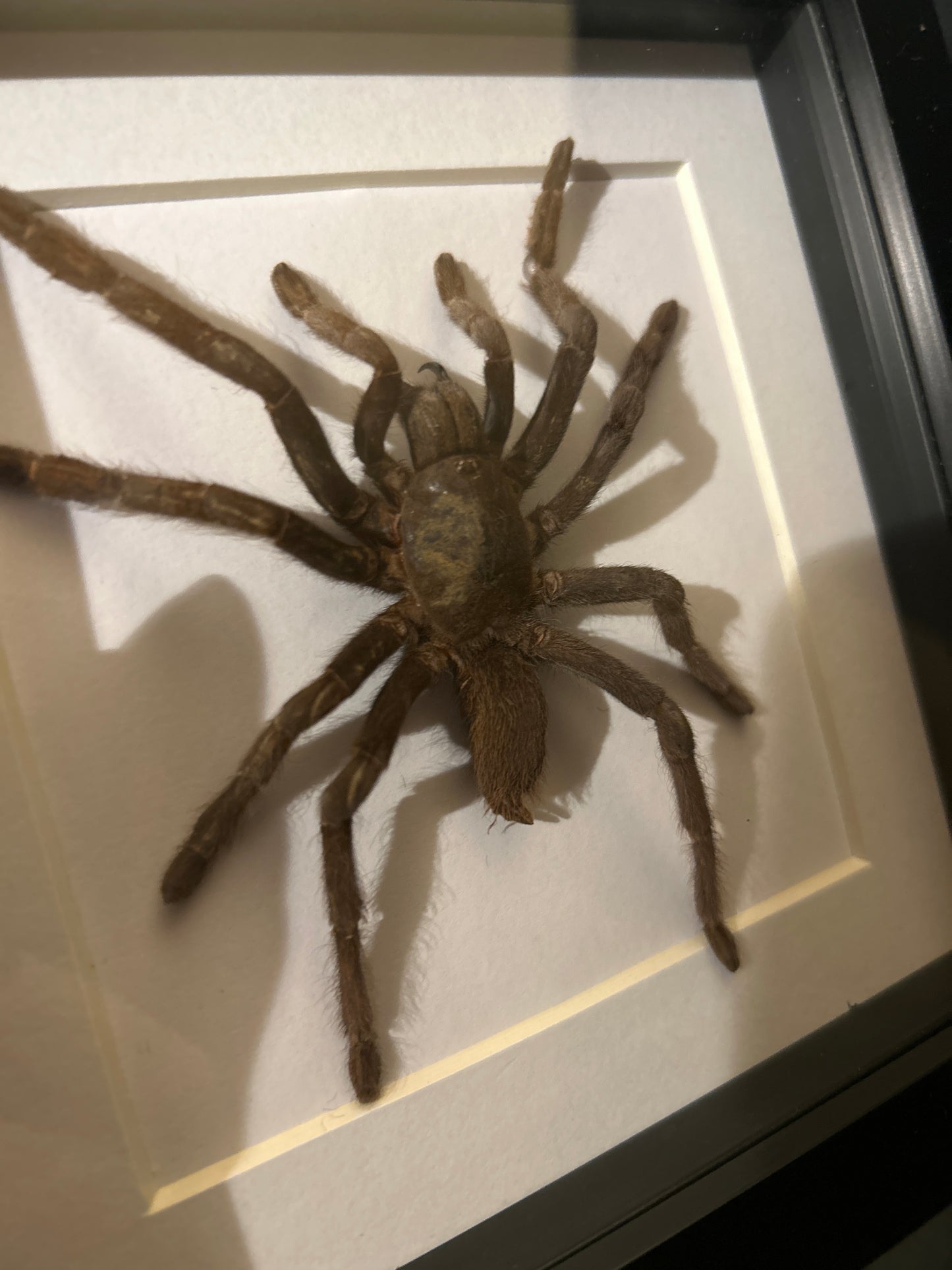 Java Yellow Kneed Tarantula in a frame