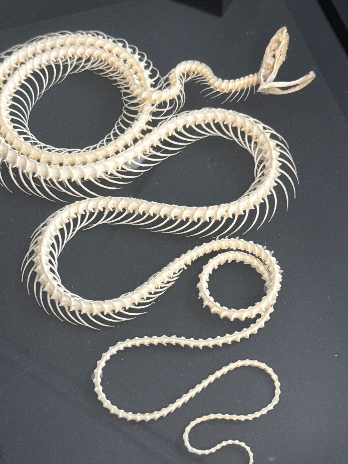 PREORDER Pytas korros carinata (double rolling) Snake Skeleton Frame
