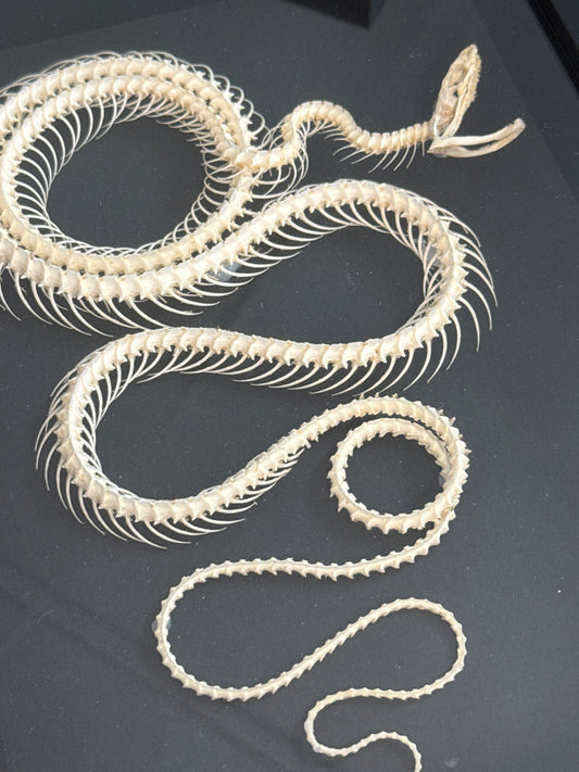 PREORDER Pytas korros carinata (double rolling) Snake Skeleton Frame