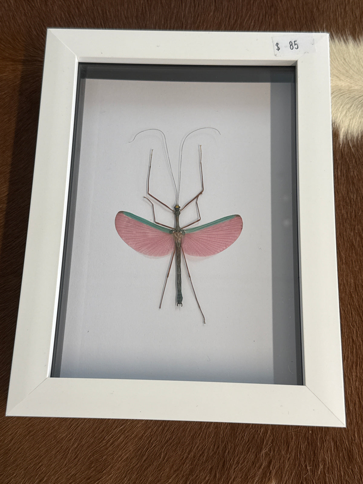 Pink Winged Stick Insect in a Frame