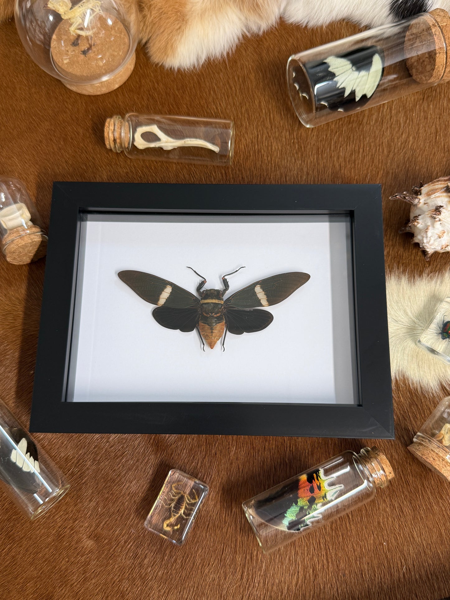 Giant Cicada - Tosena fasciata frame