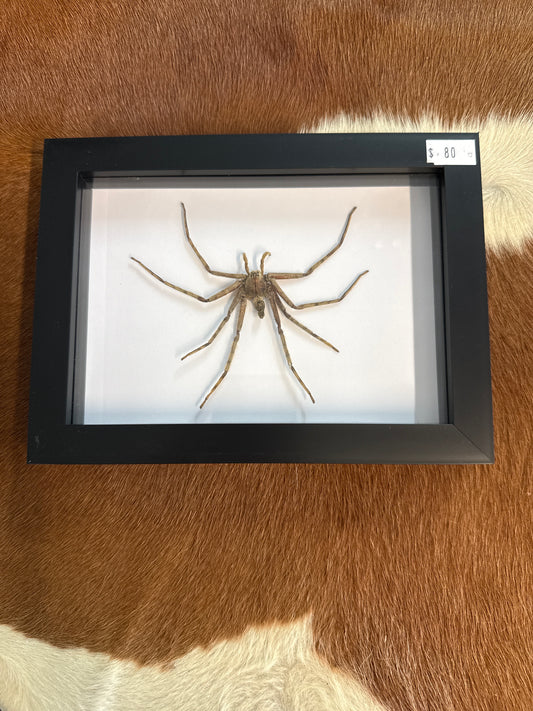 Huntsman Spider in a Frame