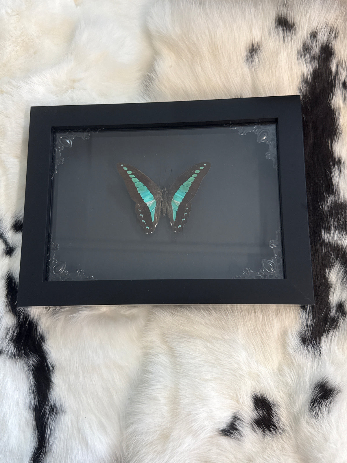 Common Blue Bottle Butterfly in a Frame