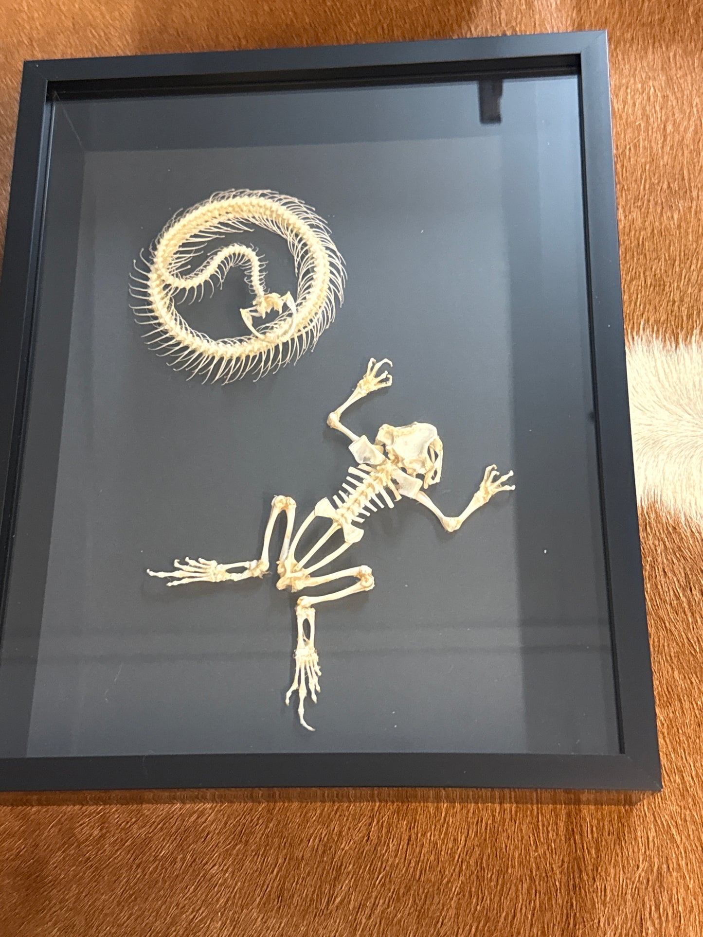Snake & Toad Skeleton Frame