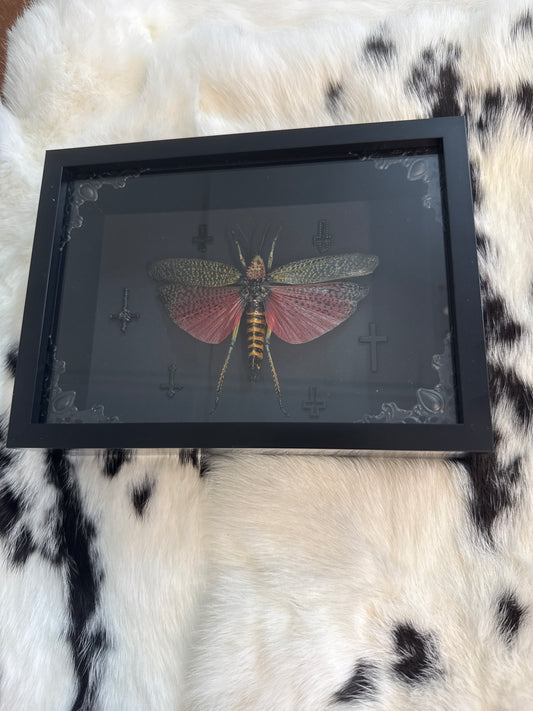 Phymateus Grasshopper in a Frame