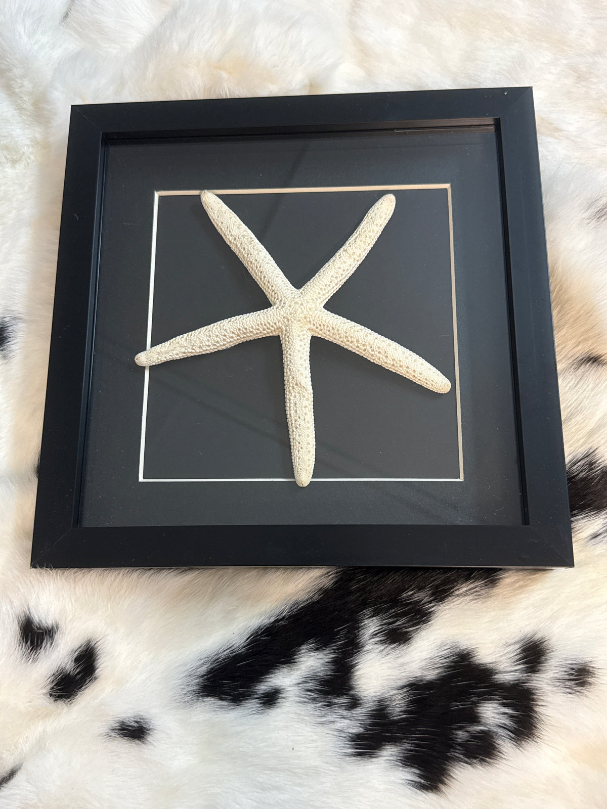 Giant Starfish in a Frame