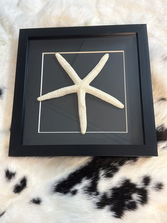 Giant Starfish in a Frame