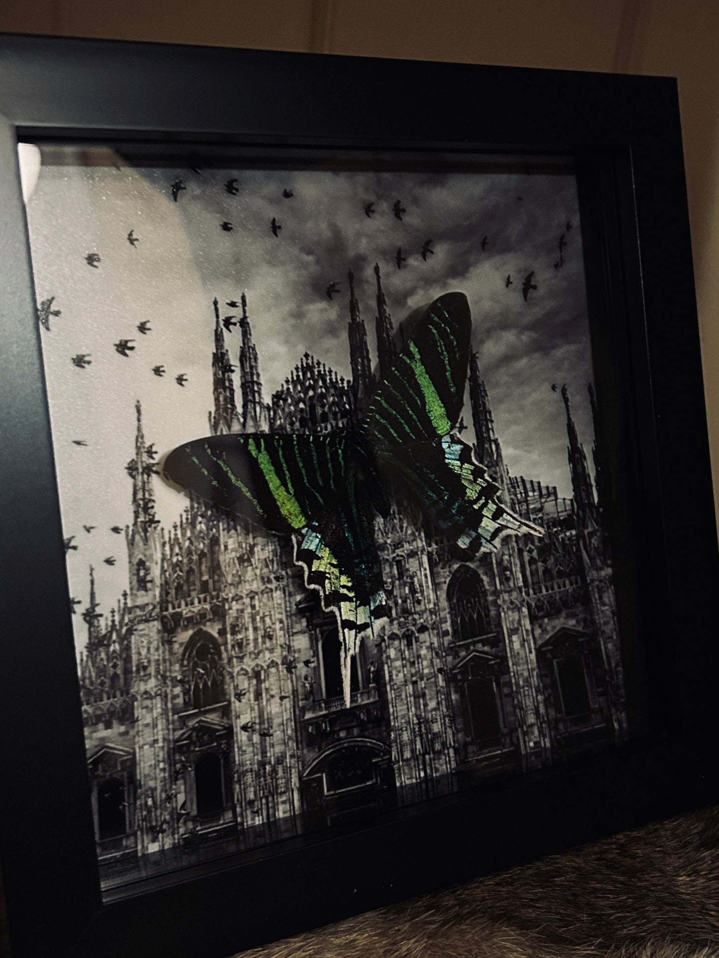 Urania Moth Cathedral Frame