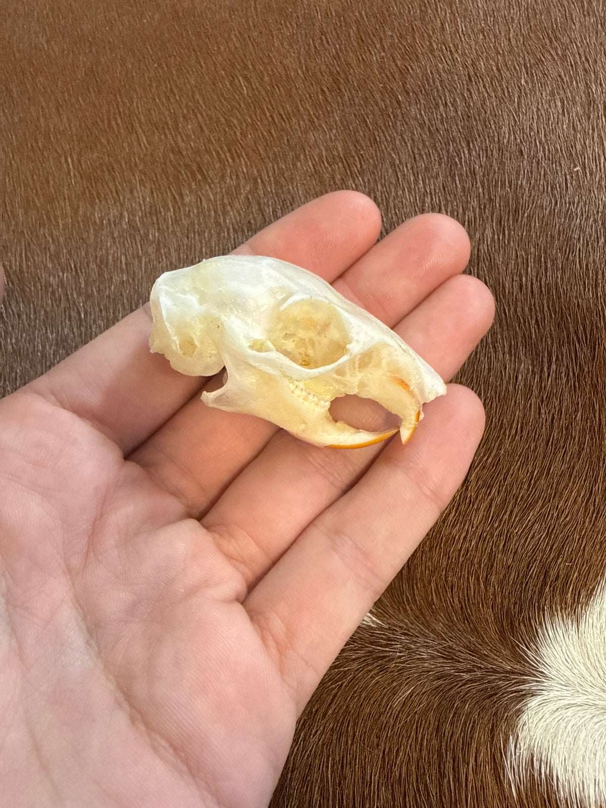 Plantain Squirrel Skull (Callosciurus notatus)