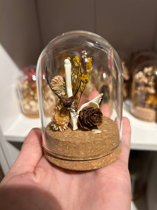 Gasteracantha Spiders in a Glass Dome