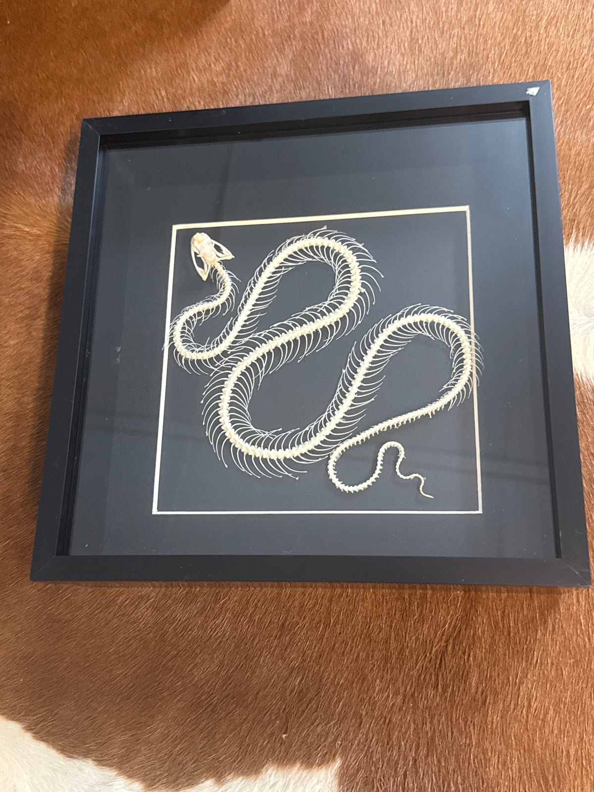 Trimeresurus albolabris Snake Skeleton Frame
