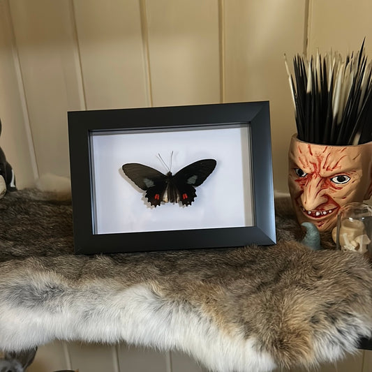 Parides vertumnus Butterfly in a Frame
