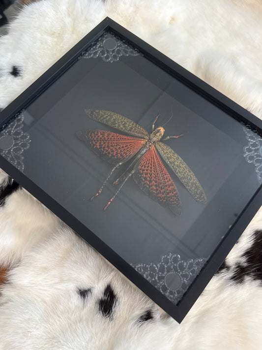Tropidacris Dux Grasshopper in a Frame