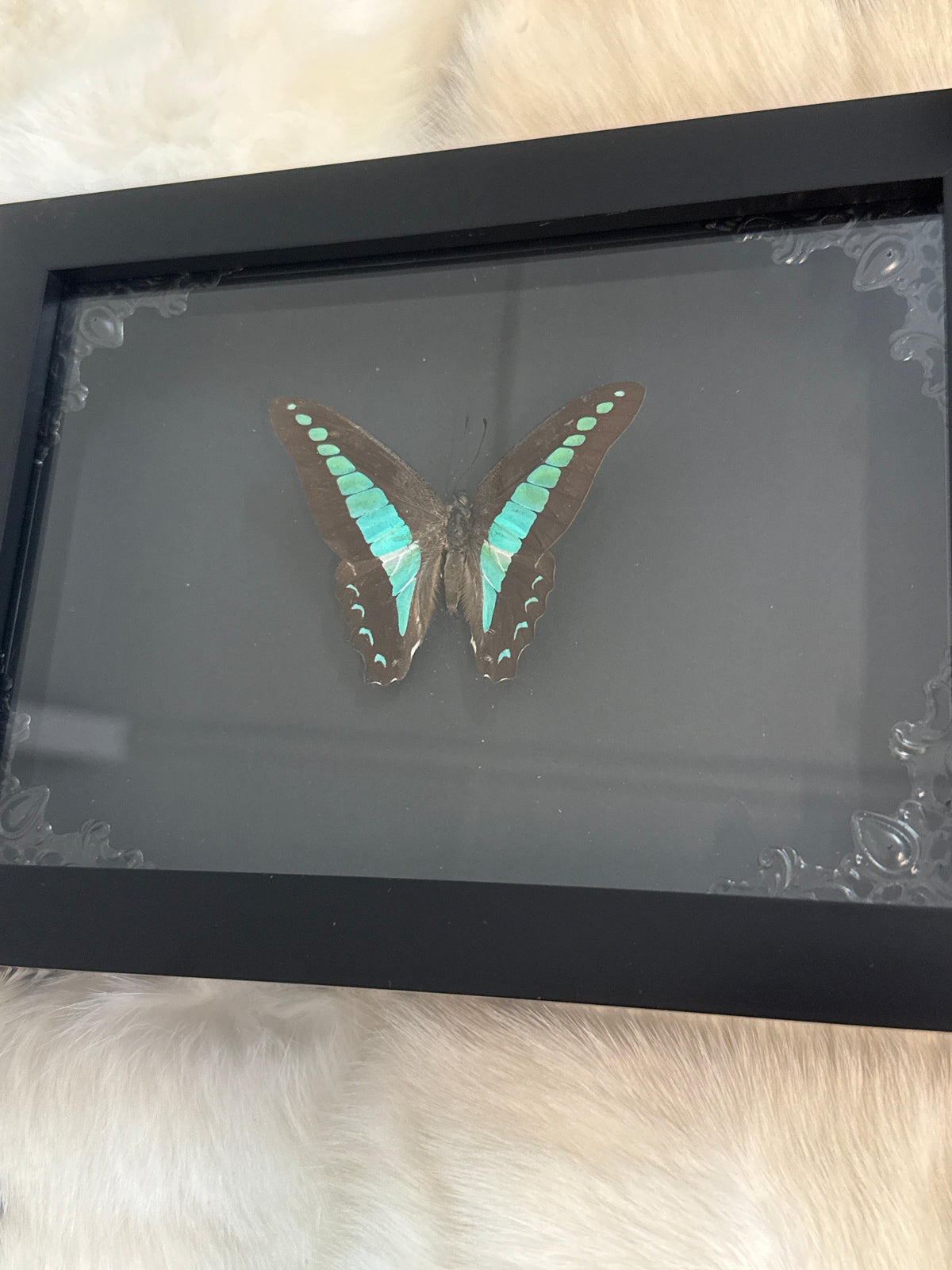 Common Blue Bottle Butterfly in a Frame