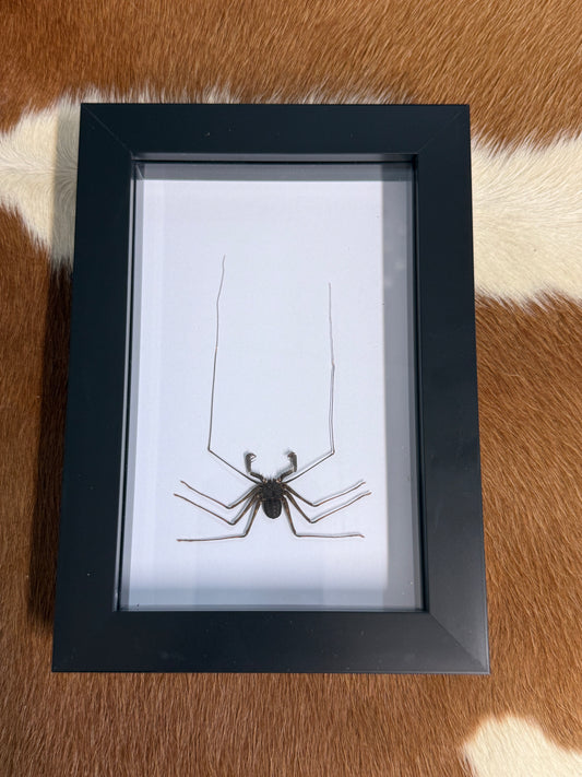 Whip Scorpion - Thelphonus feuerborni Frame - Pumpkin Cat Collectables