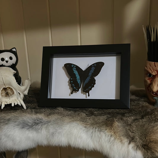 Papilio Hornimanni butterfly in a frame