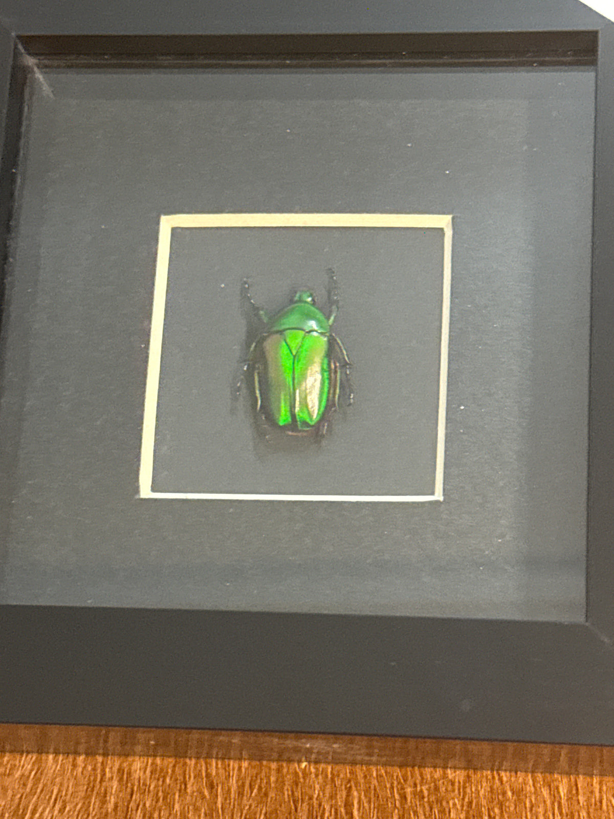 Ingrisma euryrrhina Beetle in a Frame