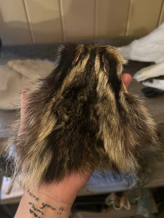 Raccoon Face Pelt