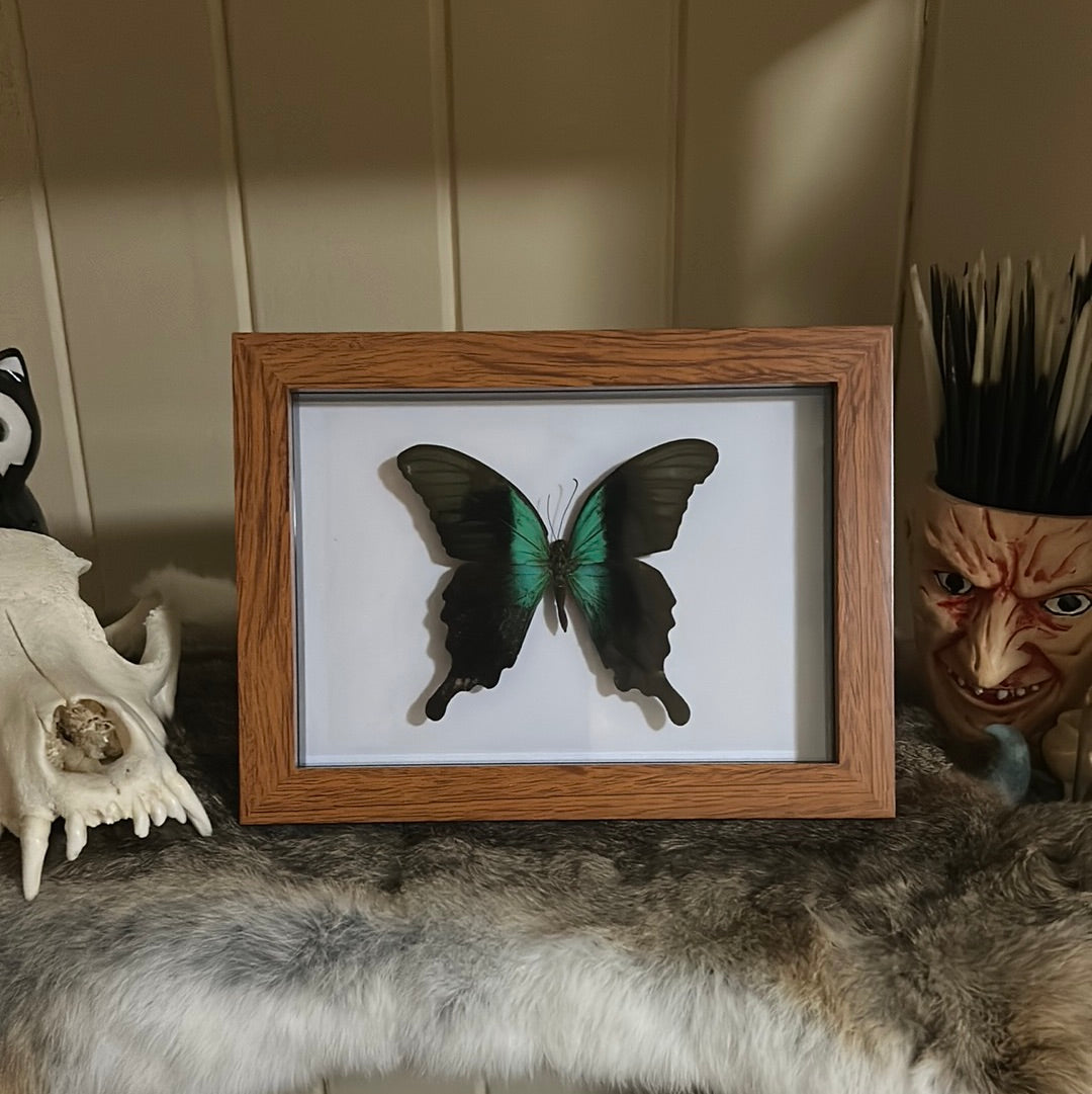 Papilio Peranthus Adamantius Butterfly in a frame