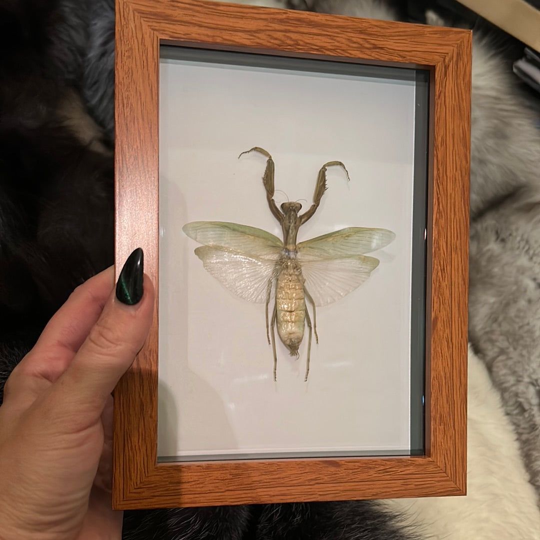 Praying Mantis in a Frame