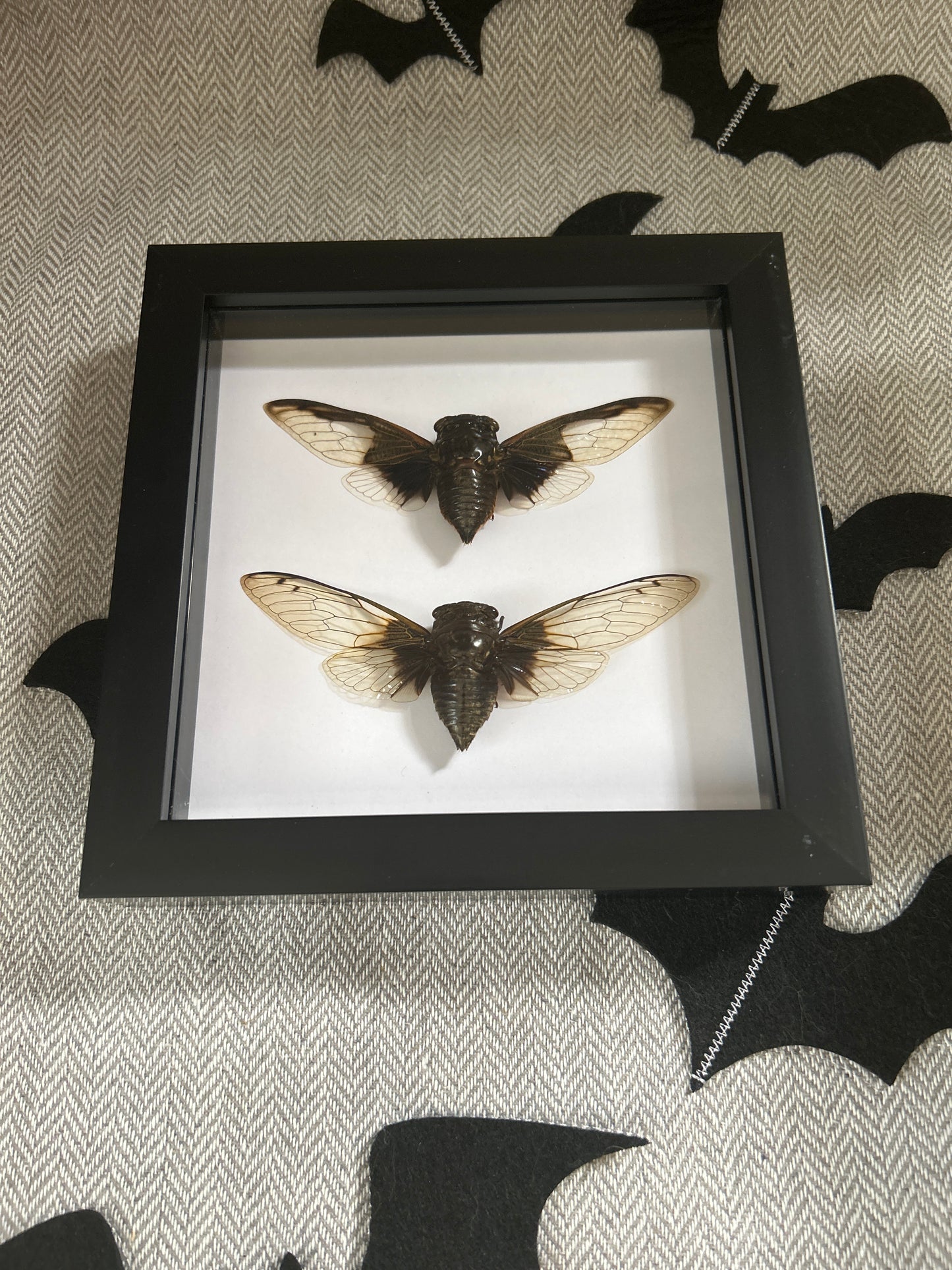 Cryptotympana cicada duo frame