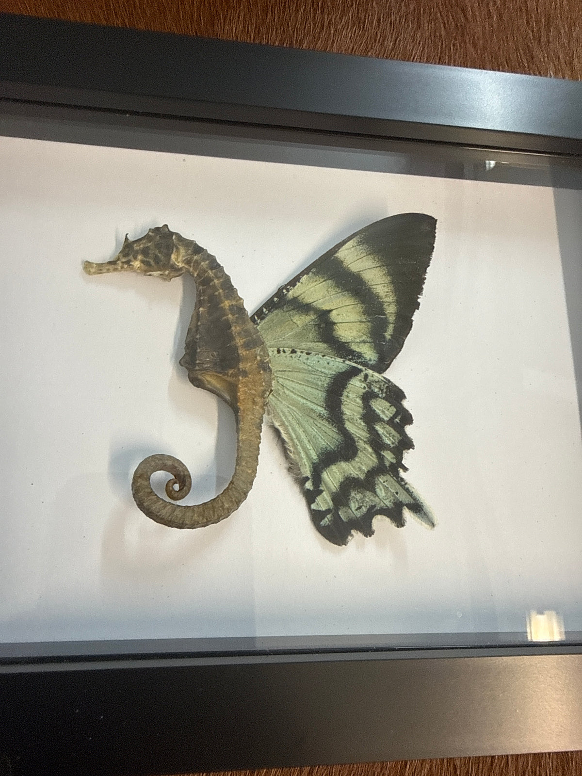 Sea ‘Fairy’ Frame