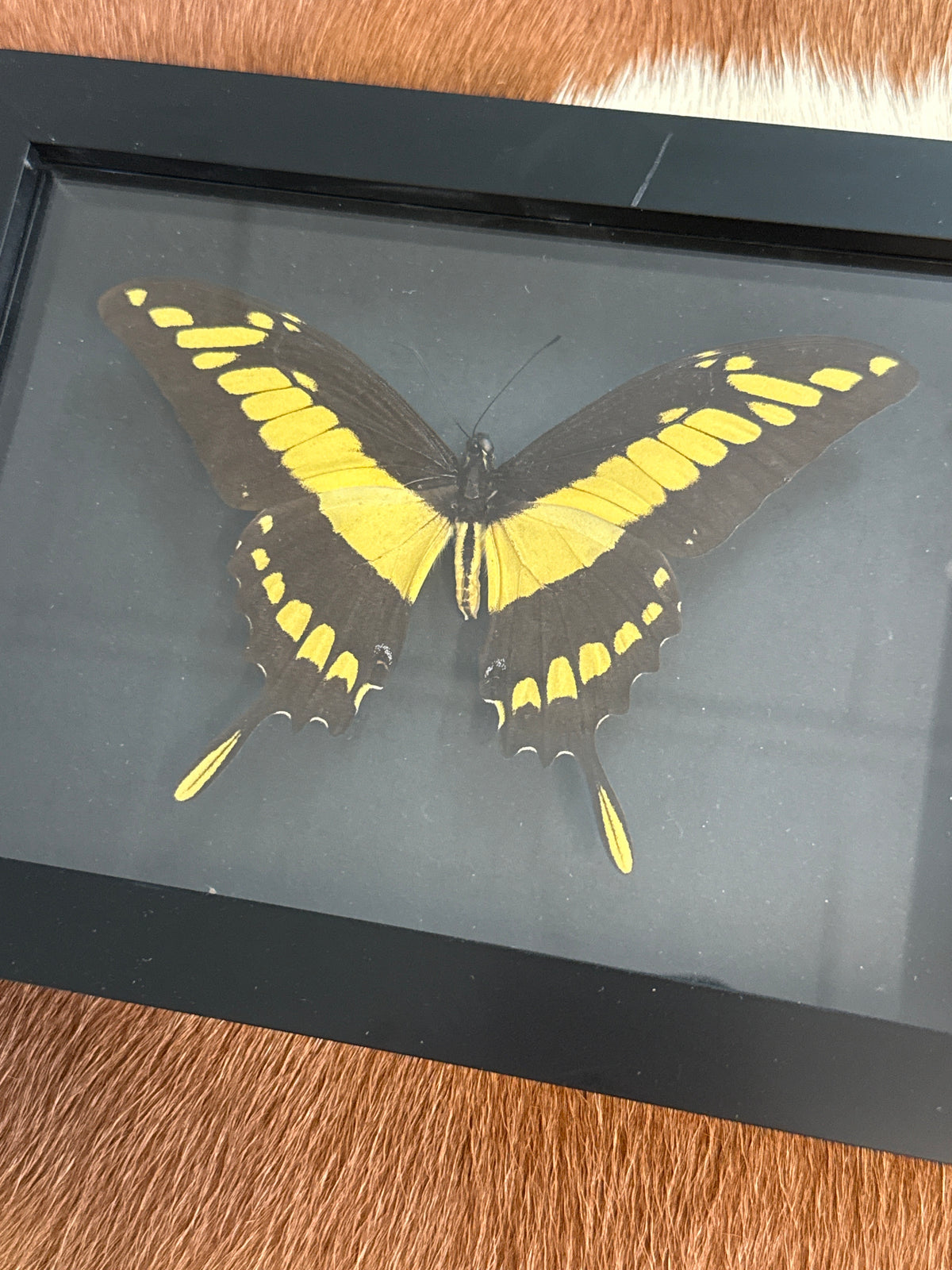 Papilio Thoas Butterfly in a Frame (tiny scratch)