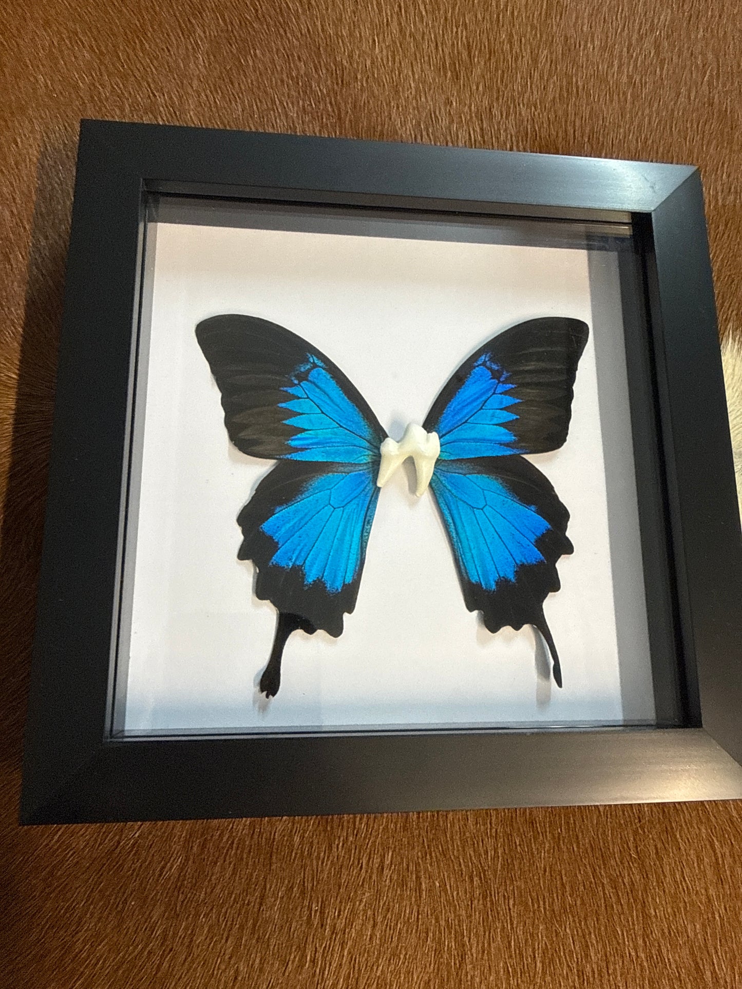 Tooth Fairy "Wonky Wanda" Frame