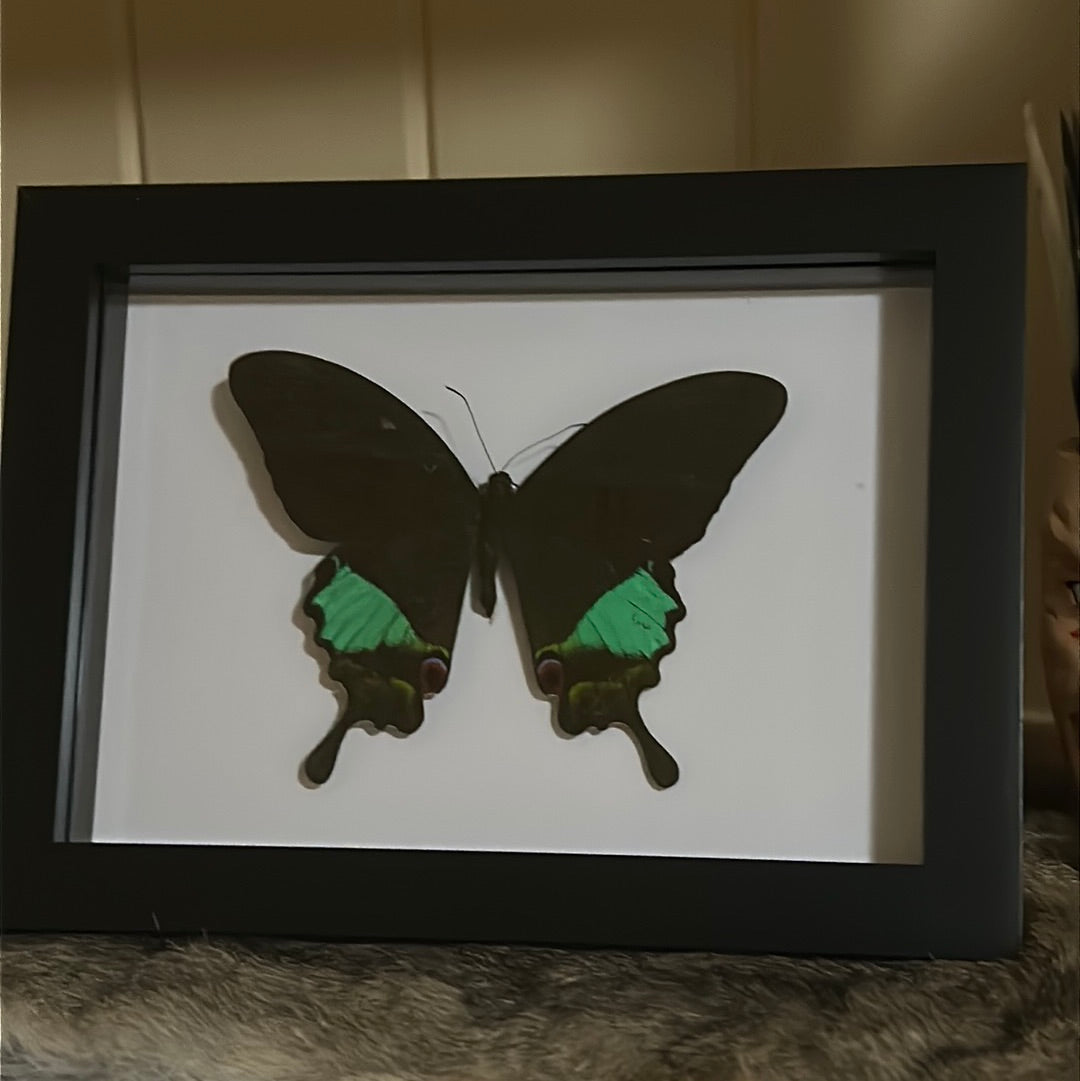 Papilio karna Butterfly in a frame