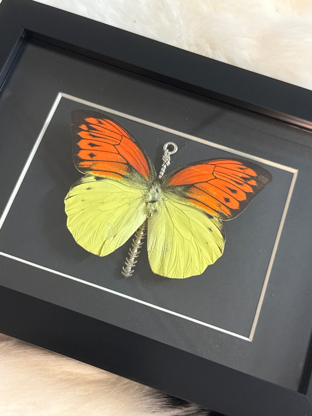 Orange Tip Butterfly in a Frame