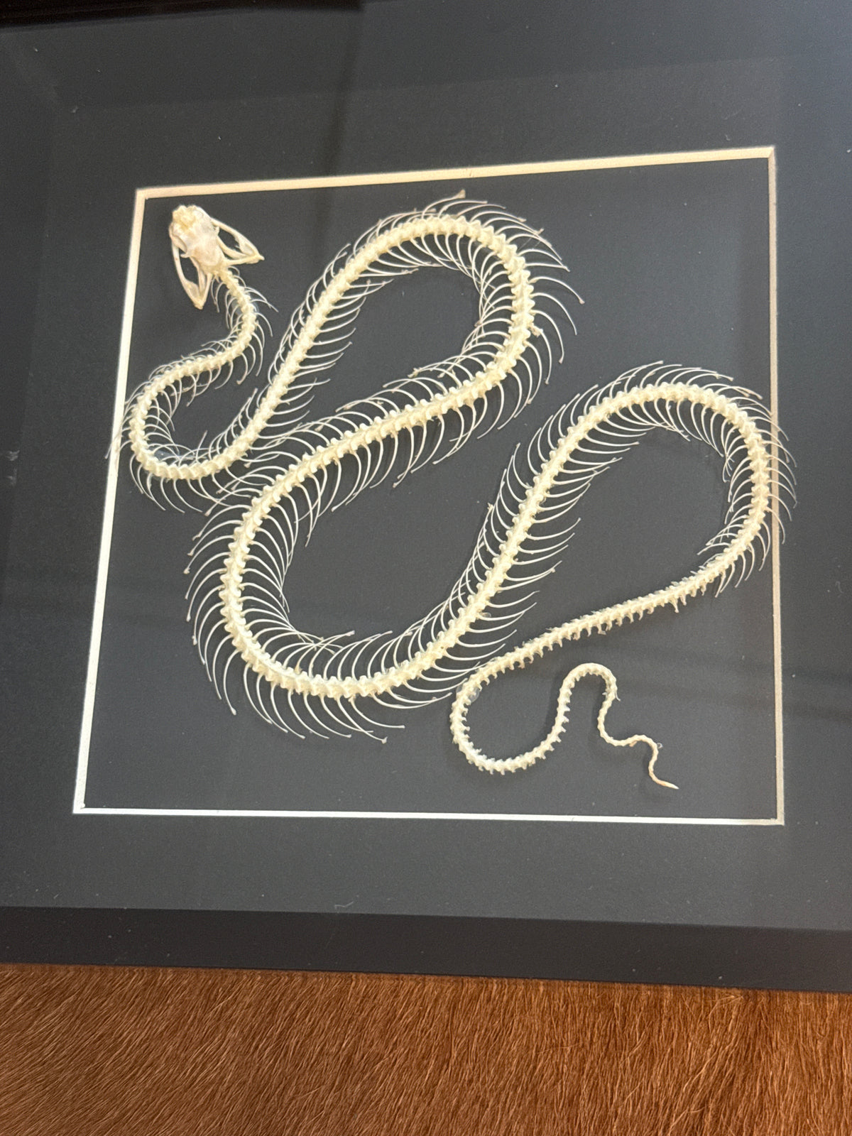 Trimeresurus albolabris Snake Skeleton Frame