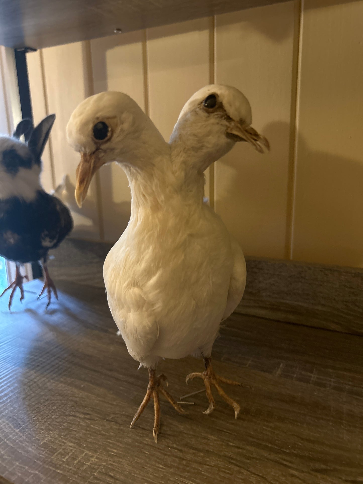 Two Headed Taxidermy Pigeon