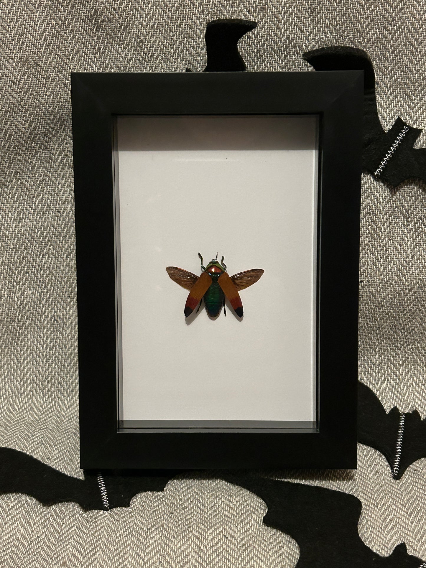 Metaxymorpha apicalis Beetle in a Frame