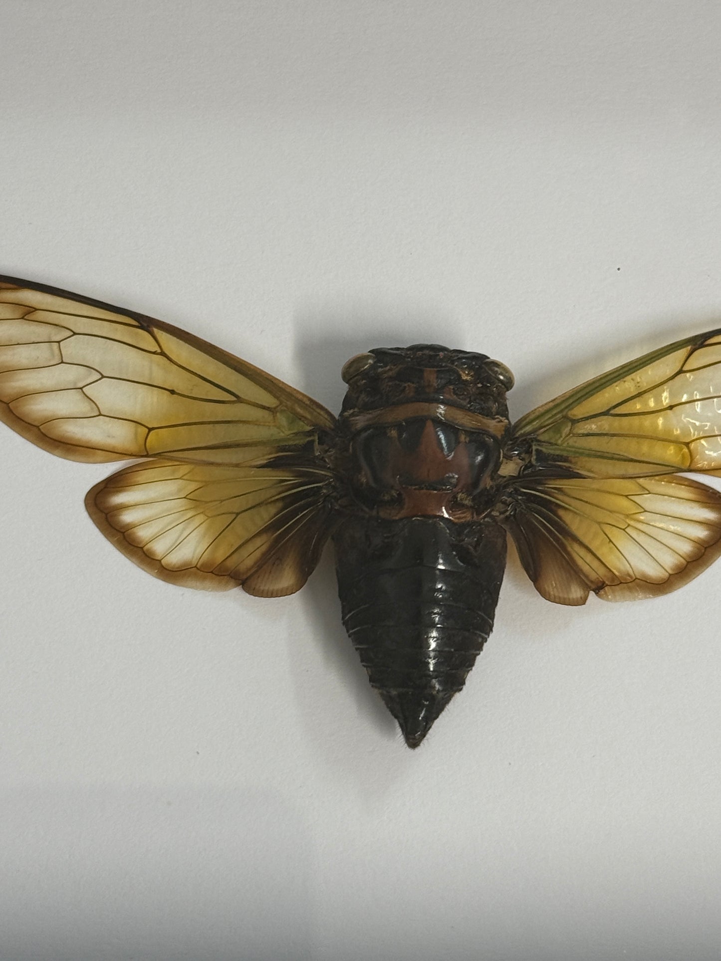 Clearwing Cicada - Cryptotympana fumipennis Frame