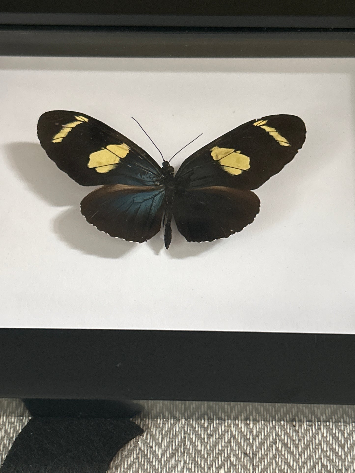 Heliconius wallacei Butterfly Frame