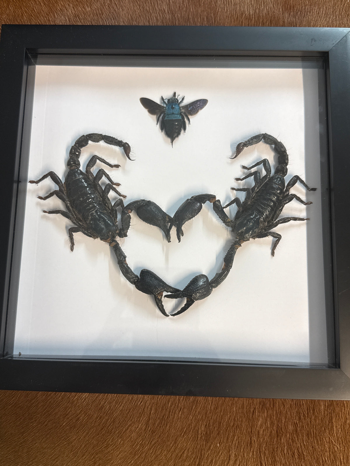 Giant Forest Scorpion Heart & Carpenter Bee Frame