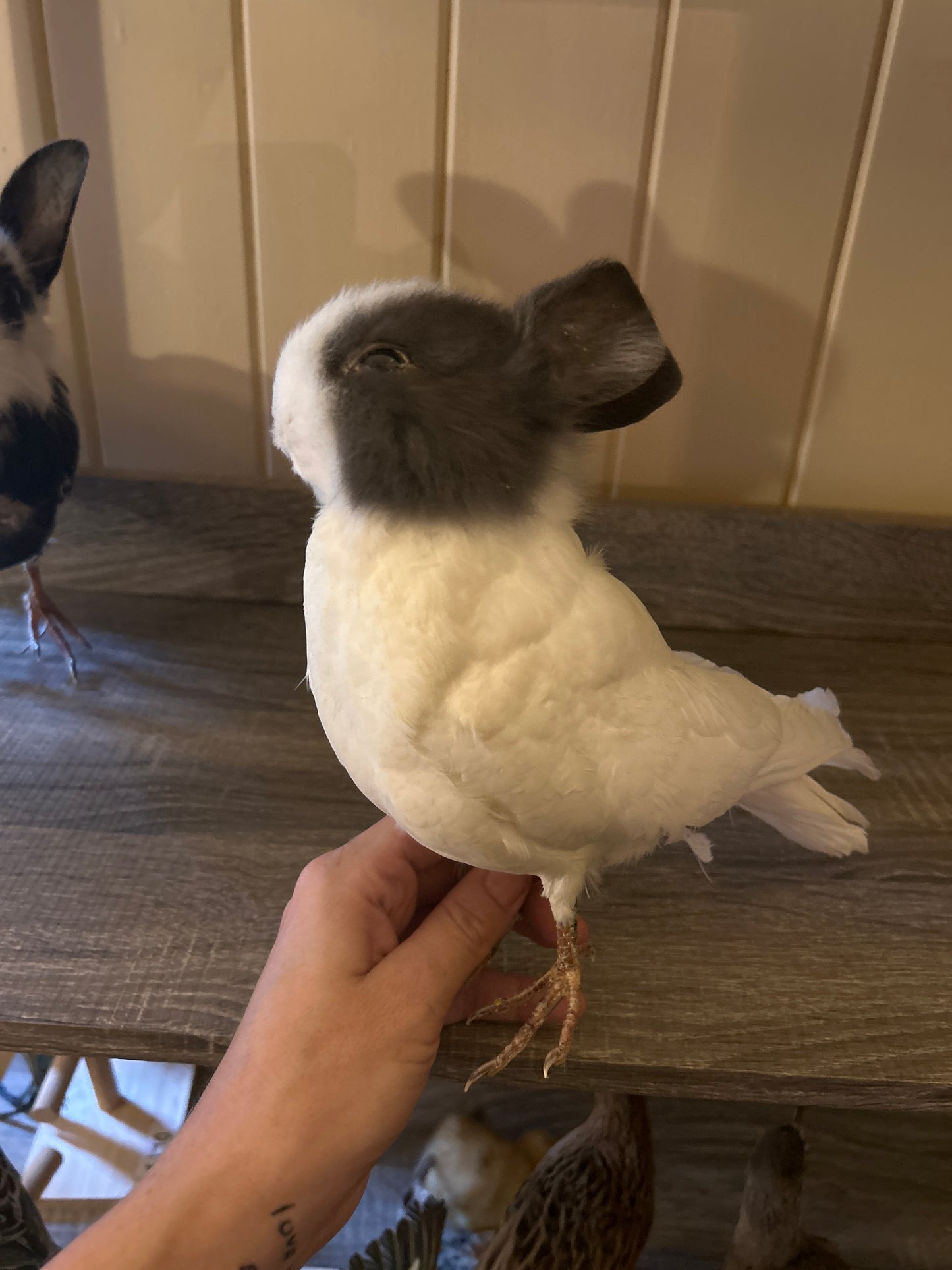 Bunny Bird "Penelope"