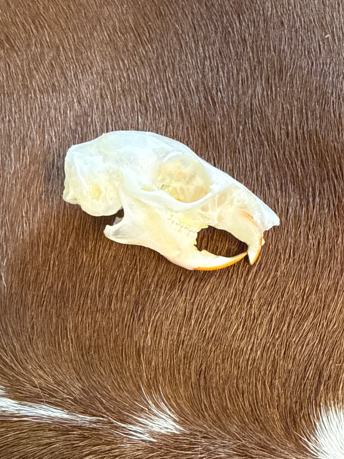 Plantain Squirrel Skull (Callosciurus notatus)