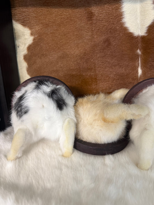 Taxidermy Bunny Butt Wall Mount - Pumpkin Cat Collectables