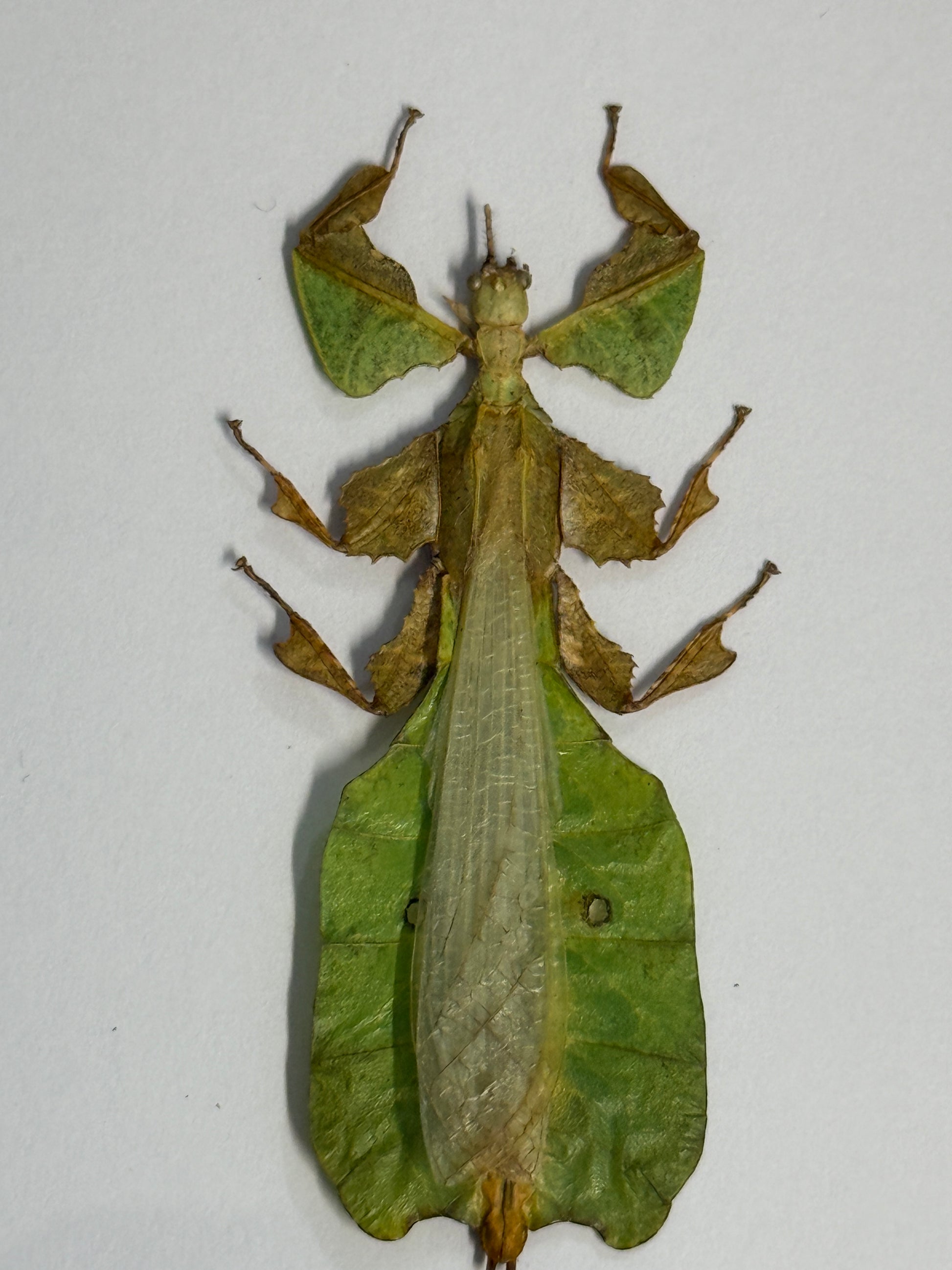 Pulchriphyllium pulchrifolium Leaf Insect (Male) Frame - Pumpkin Cat Collectables